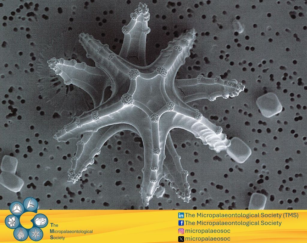 The Micropalaeontological Society (TMSoc) tweet media