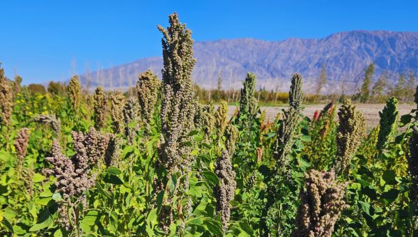 INTA Informa tweet media