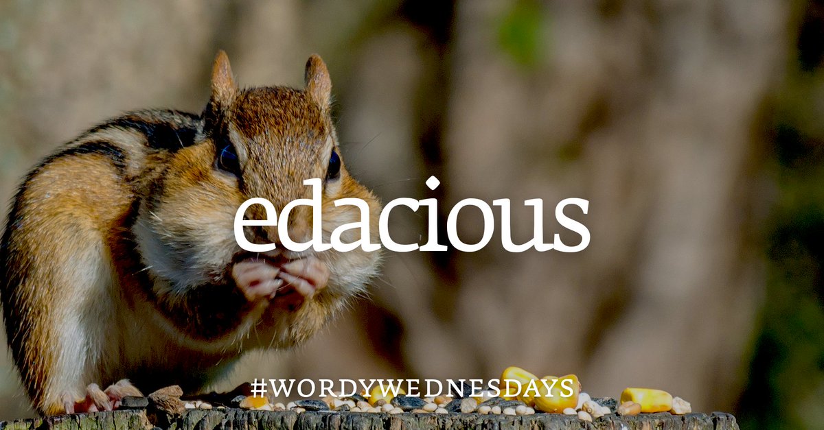 Collins Dictionary tweet media