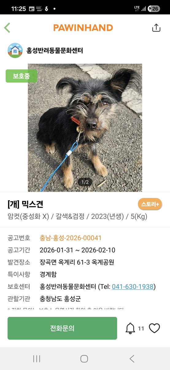 홍성보호소 입양 홍보 tweet media