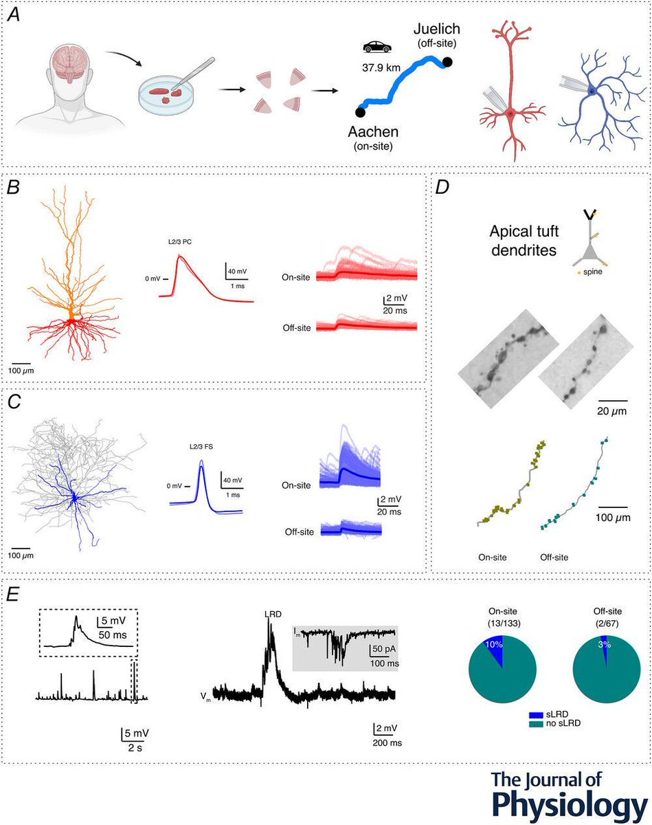 Journal of Physiology tweet media