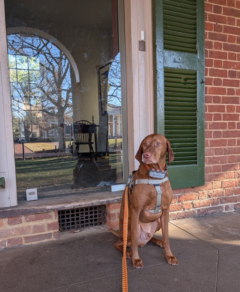 Intrepid Pup tweet media