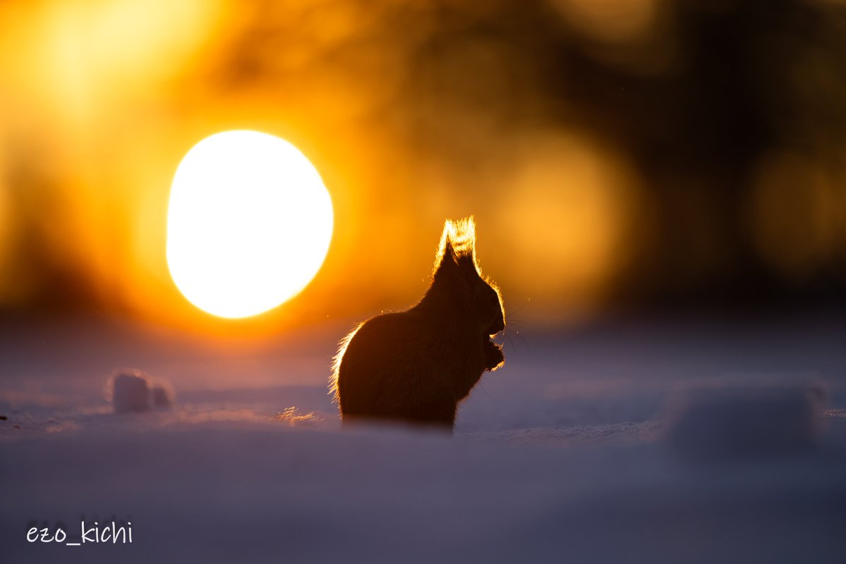 えぞきち tweet media