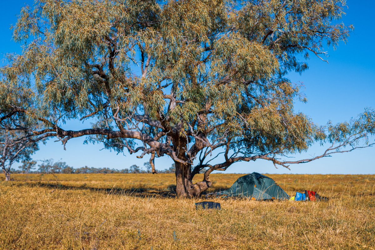 petar b 🇦🇺 tweet media