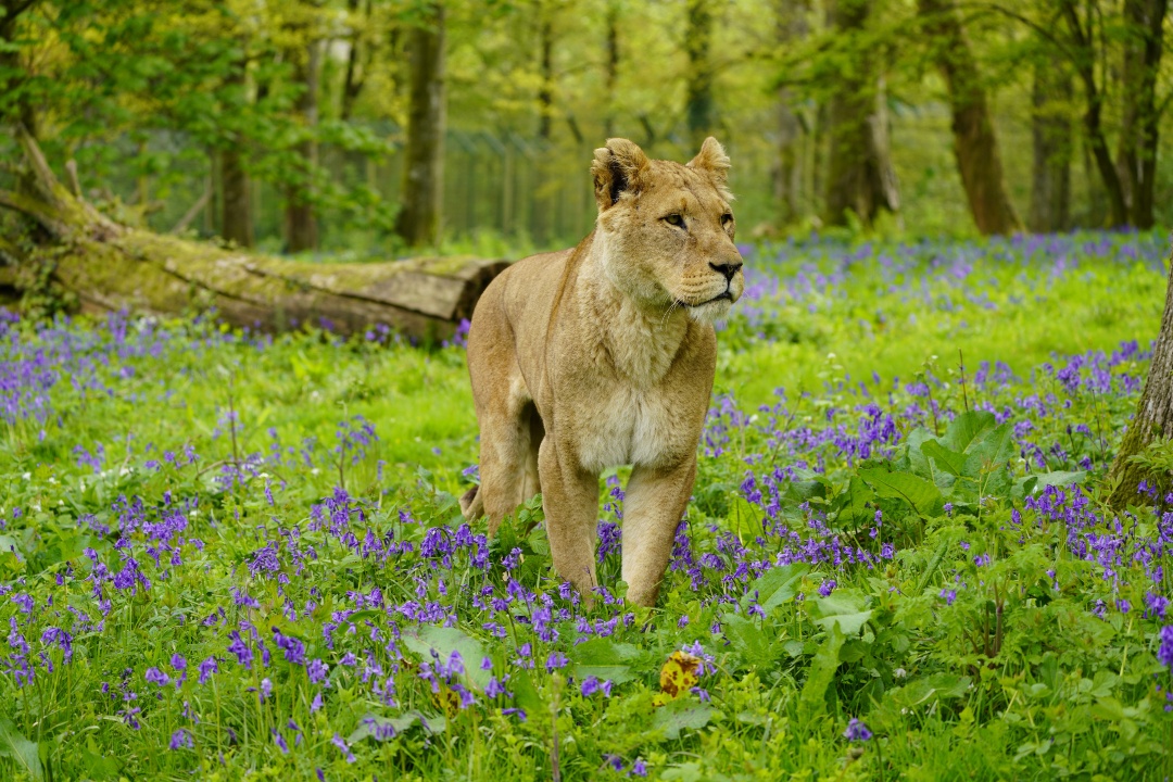 Longleat tweet media