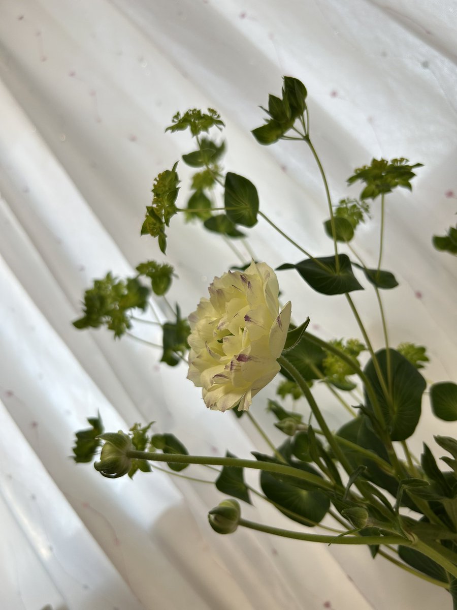 年単位で久しぶりにお部屋に生花を‥🌼

名前とか全然覚えられないし
生ける技も持ち合わせてないけど
見てると心が和むしホッとする空間を作ってくれるから
生花がある生活ってやっぱり好きだなって思った

ありがとう