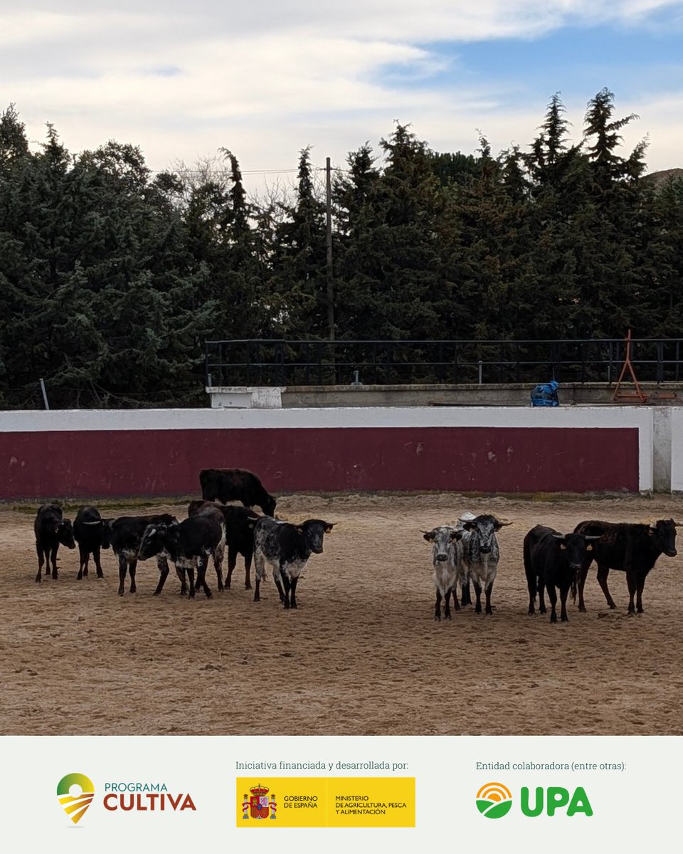 RAÍCES por UPA Joven tweet media