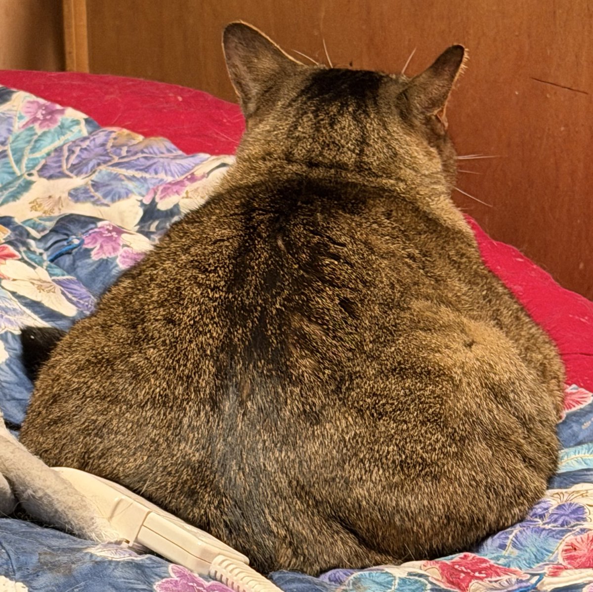 どっち tweet media