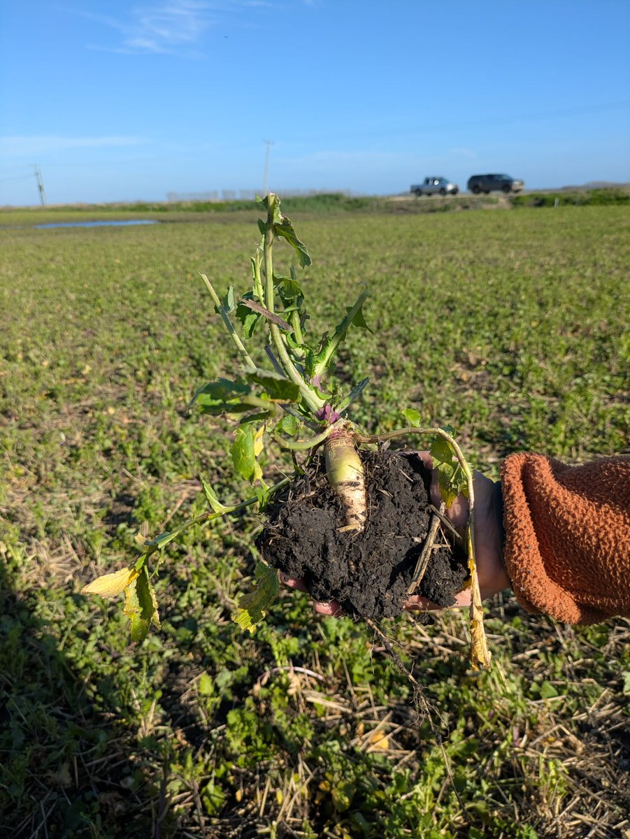British Society of Soil Science tweet media