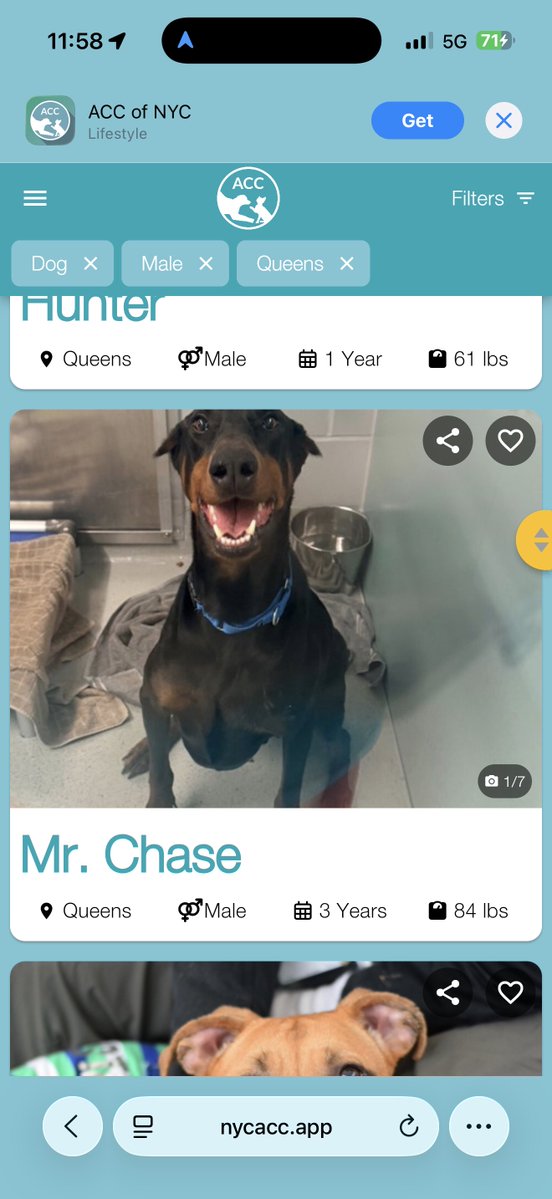 TheDobermanGuy tweet media