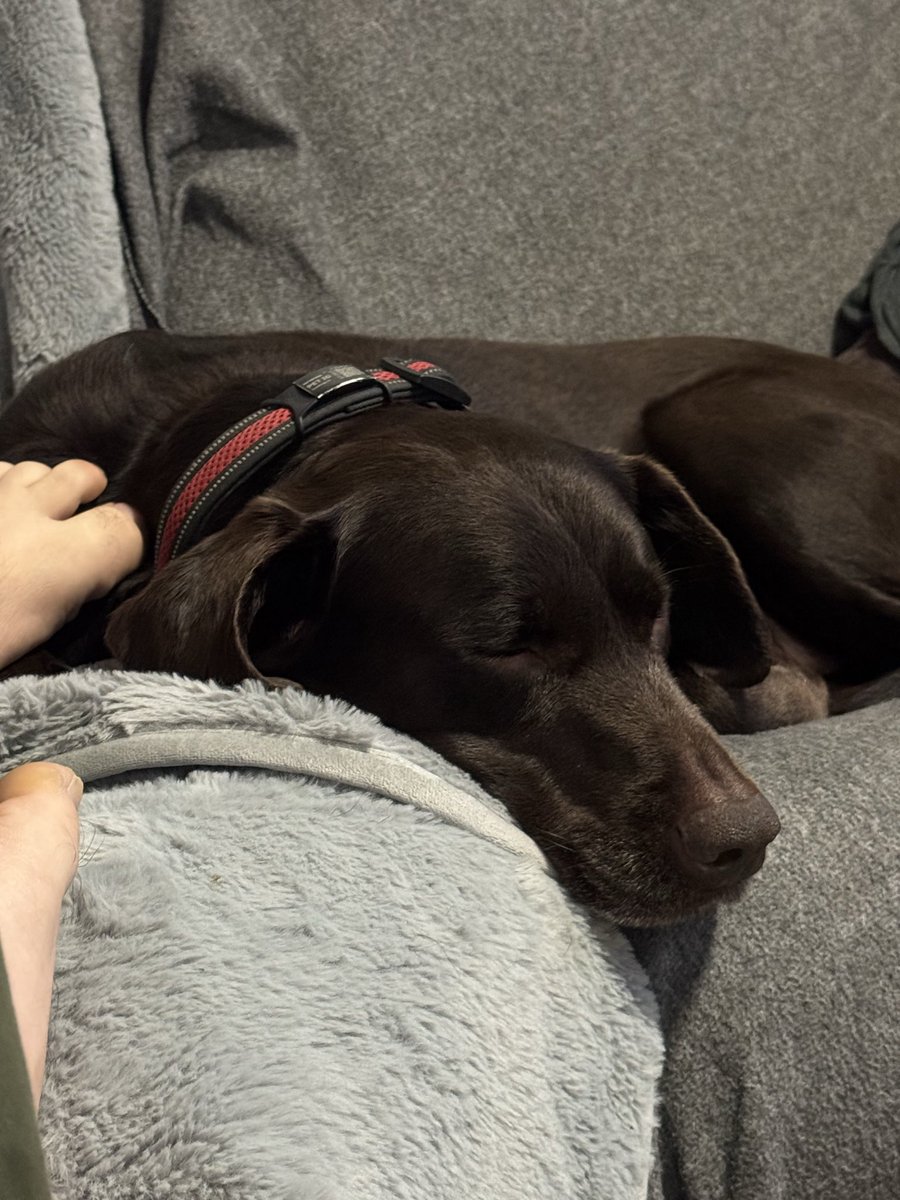 Ddrakexx's tweet photo. @FortunateFolk Dog tax as you scroll through the comments. https://t.co/5Lx1S5BR7J