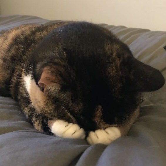 ddomeoww's tweet photo. https://t.co/QBJn6kR1al