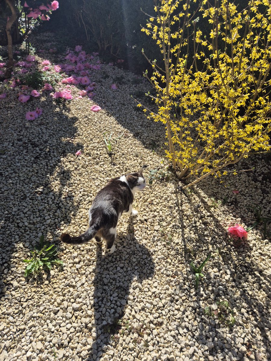 Bramble, Mum &🌈Angel Tommy tweet media