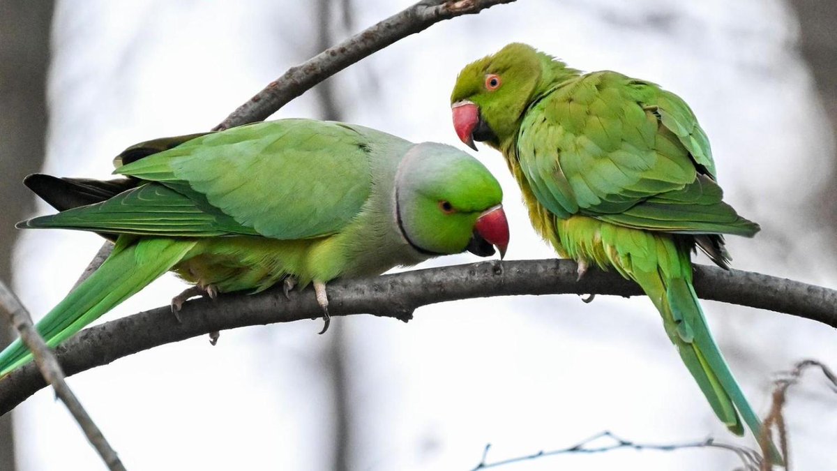 Berliner Morgenpost tweet media