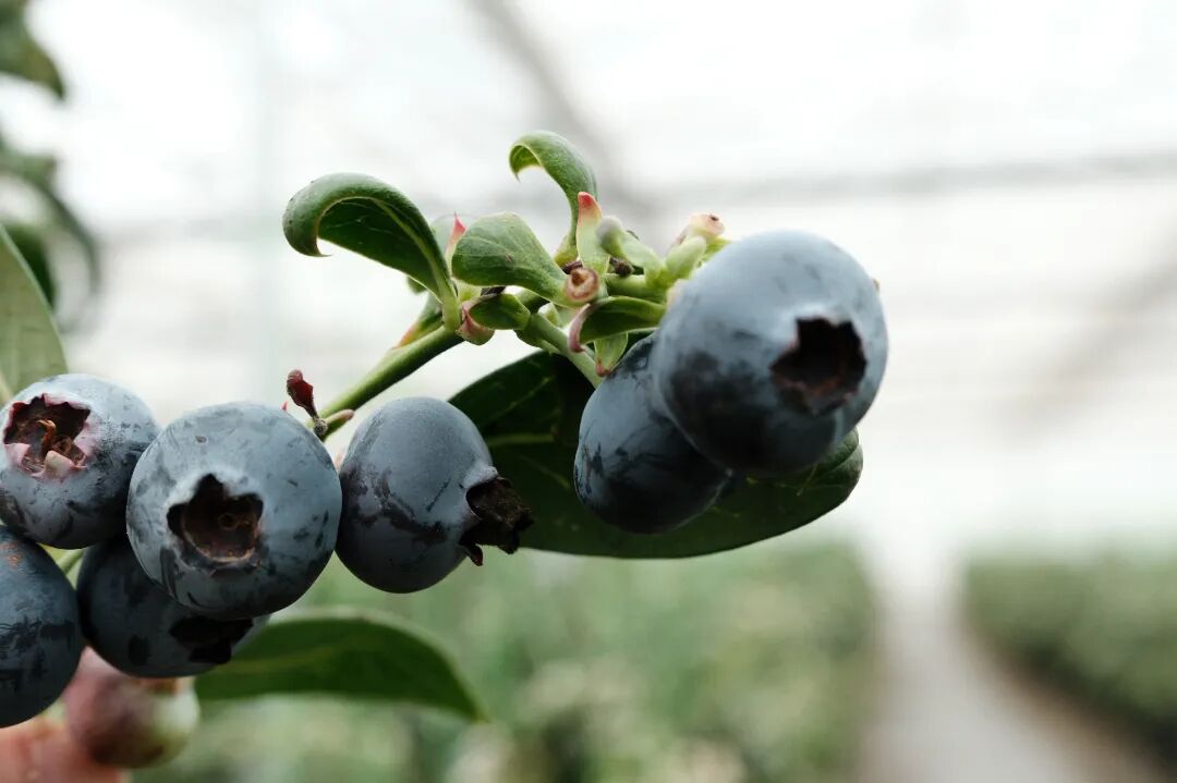 QingpuShanghai's tweet photo. #LifeinQingpu Our extra-large blueberries (18mm+) are now in season! Grown in intelligent greenhouses, they're firm, juicy, and perfectly sweet with a delicate floral aroma. Locked in freshness via an hour pre-cooling cold chain, these berries taste like they've just been picked. Want to go #blueberry picking for yourself? Join our upcoming berry-picking event to escape the city and savor spring sweetness! #SmartAgriculture #Liantang #fruit