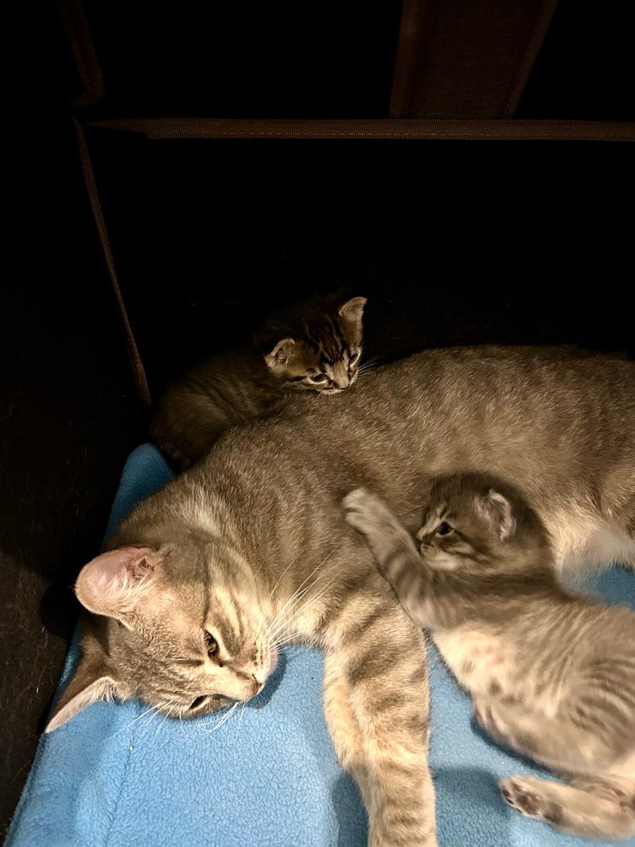 Cat Matchers tweet media