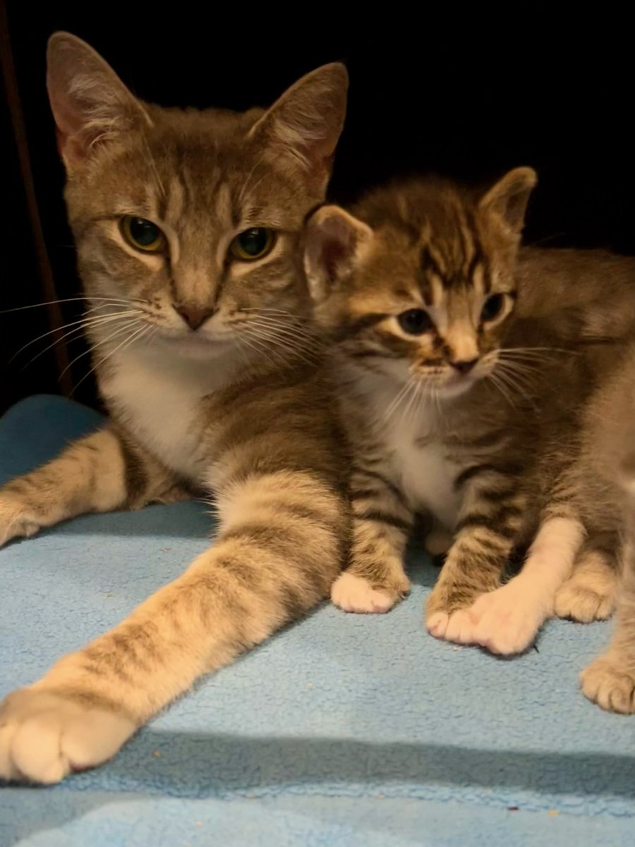 Cat Matchers tweet media