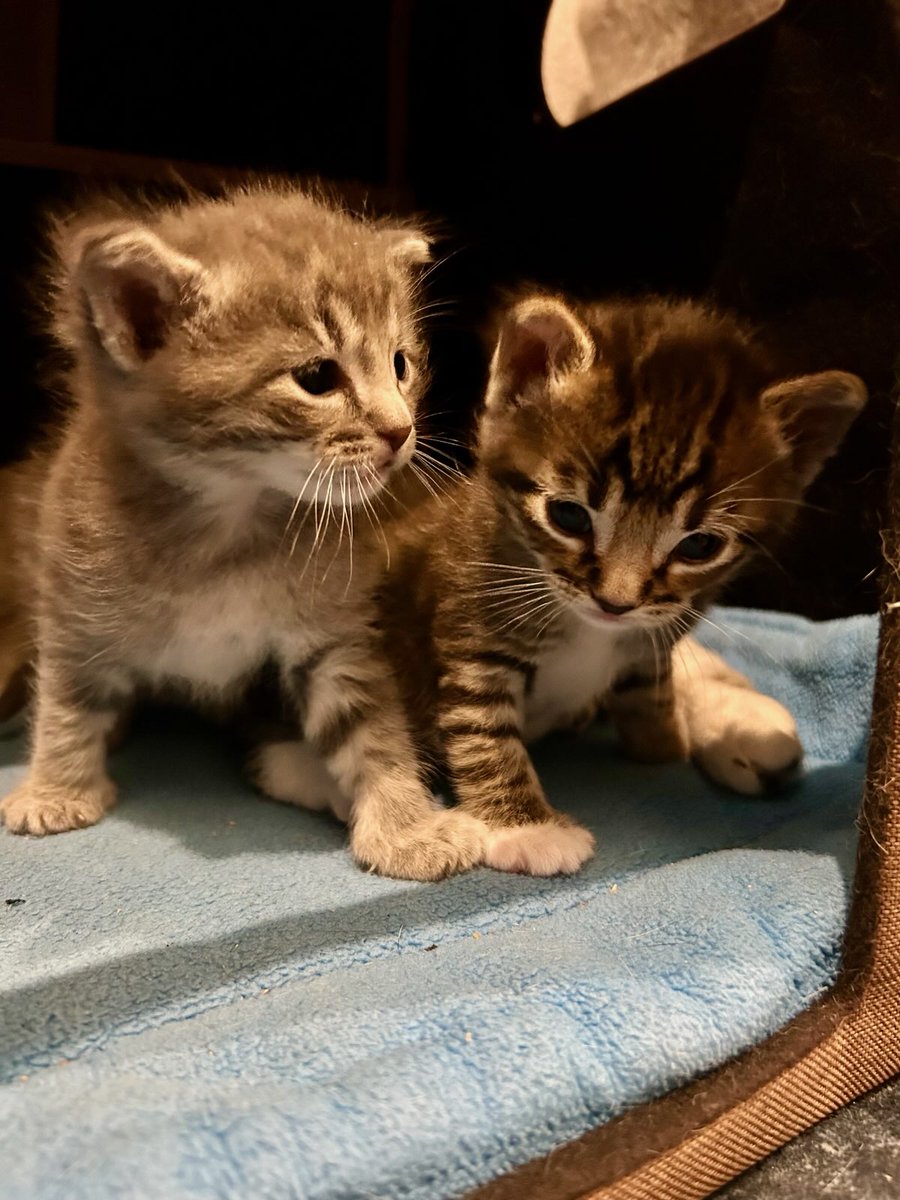 Cat Matchers tweet media