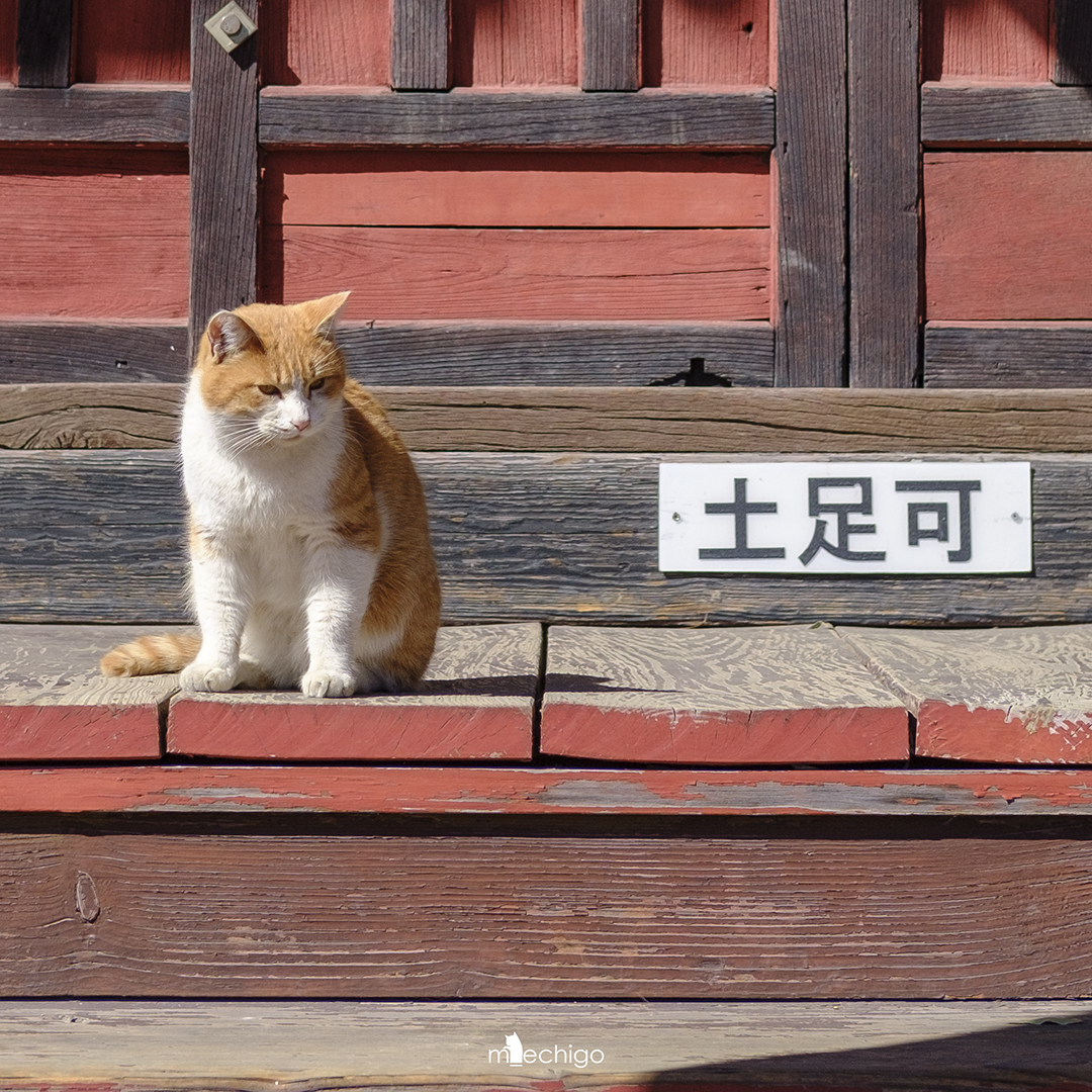 neko_m_echigo's tweet photo. OKです https://t.co/Yk3EMZuwoW