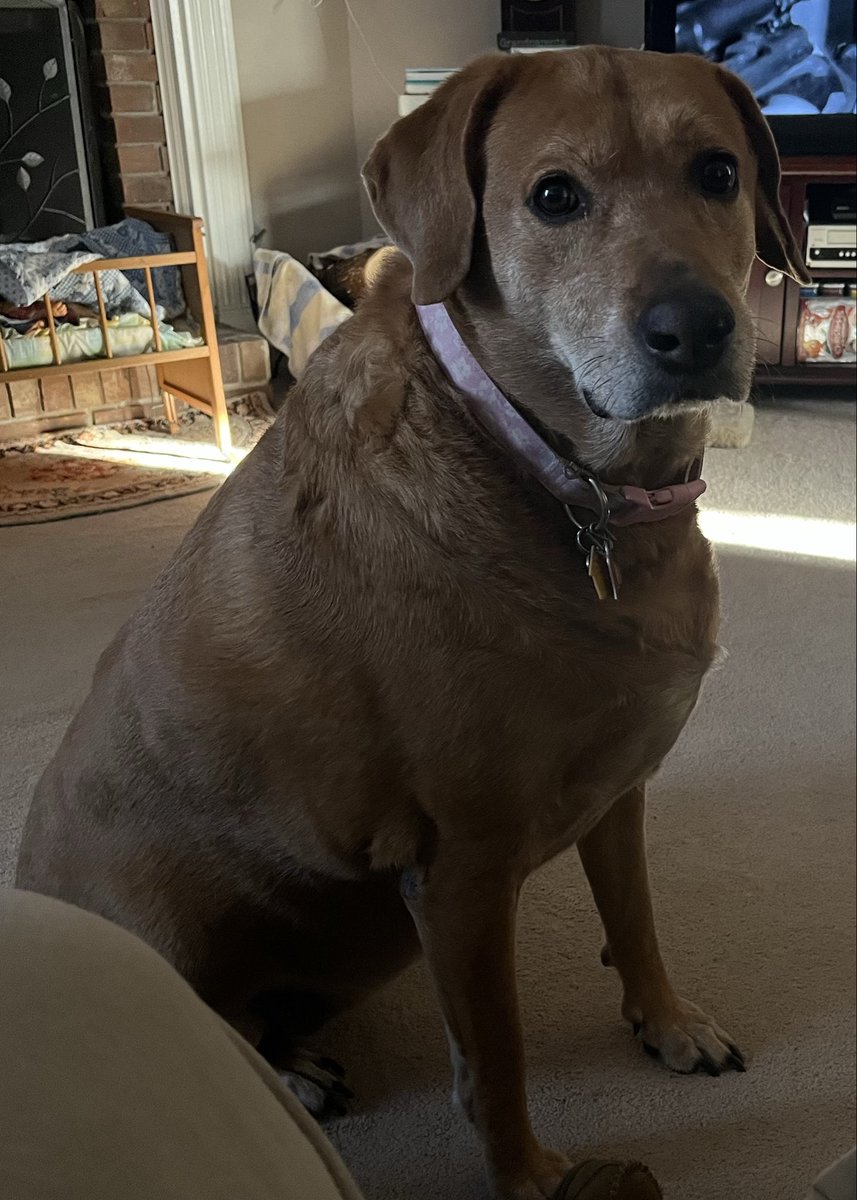 Barney Clark (Fat Coyote) 🇺🇸 tweet media