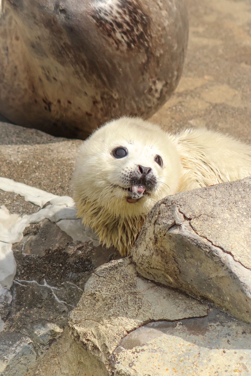 ﾖﾁｬﾝ tweet media