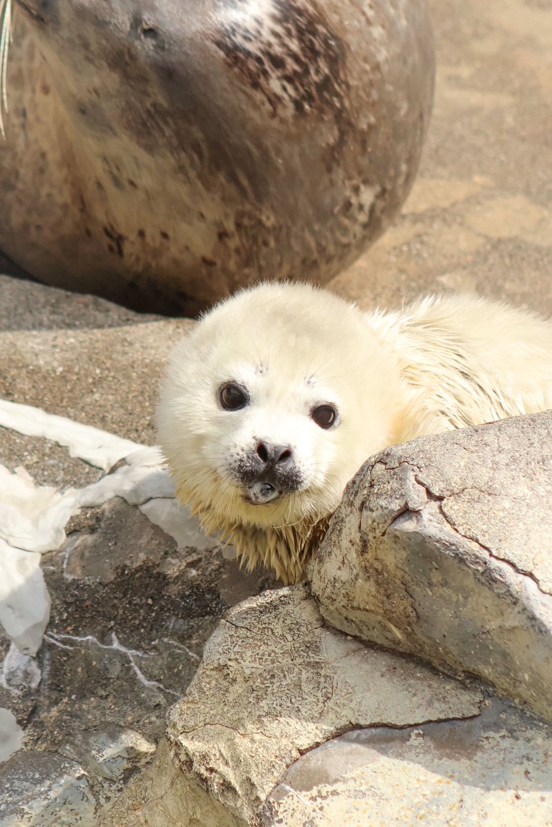 ﾖﾁｬﾝ tweet media