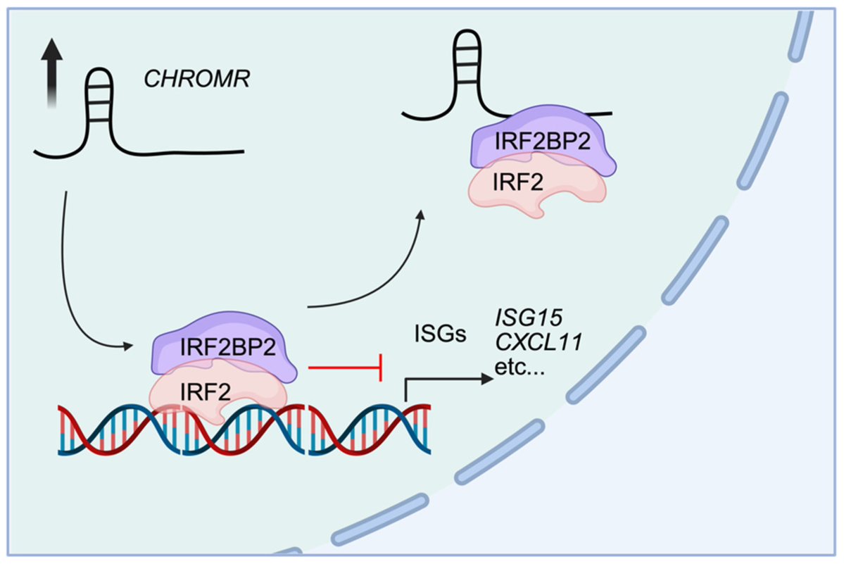 Non-Coding RNA tweet media