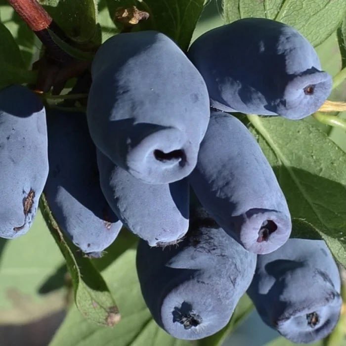 Виталя пишет код tweet media