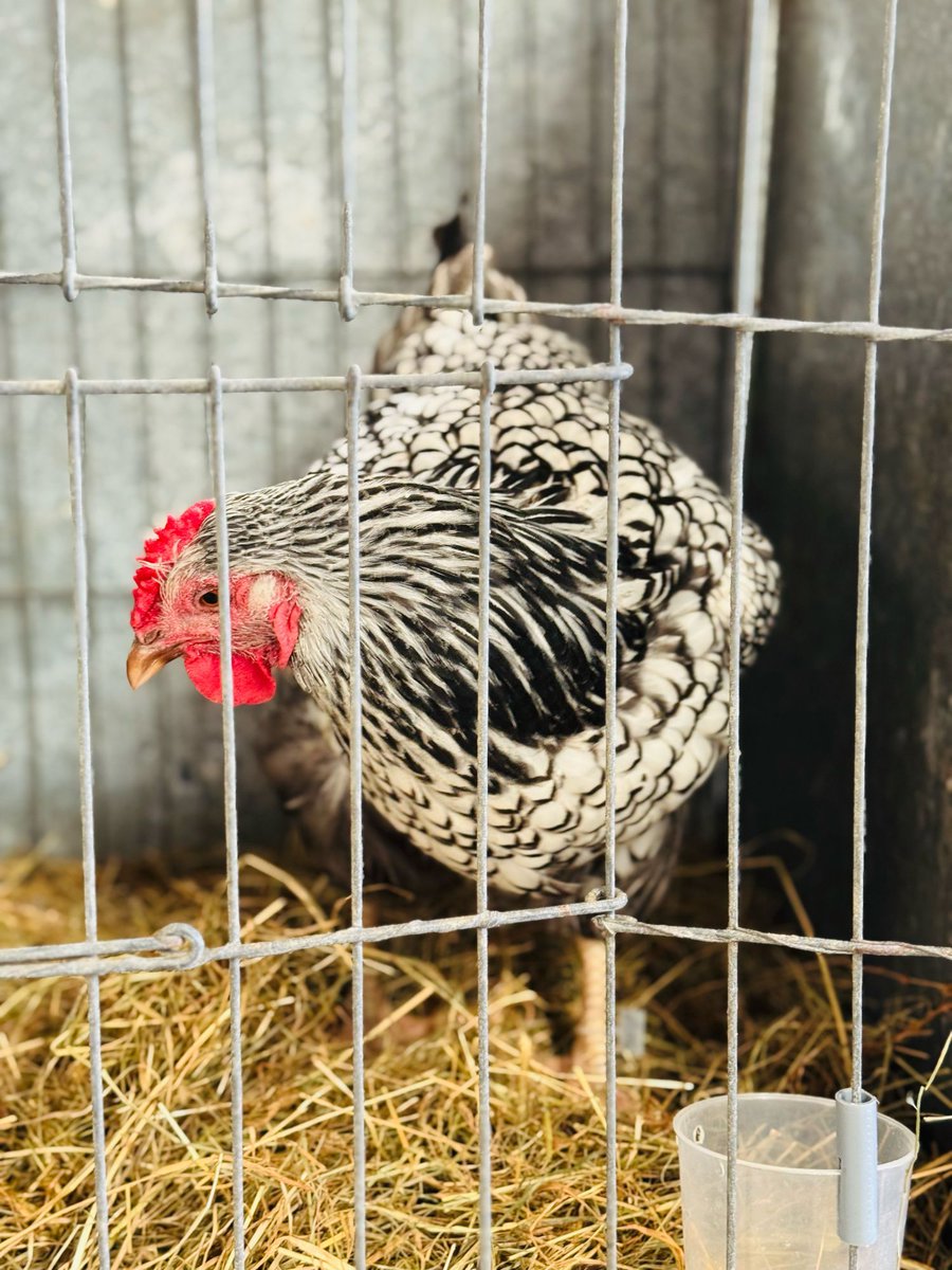 Bear Liu tweet media