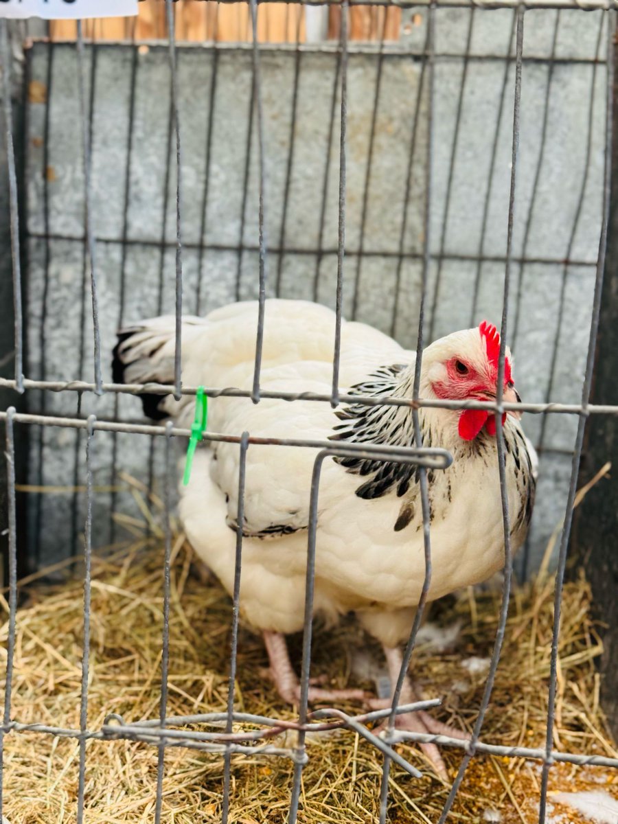 Bear Liu tweet media