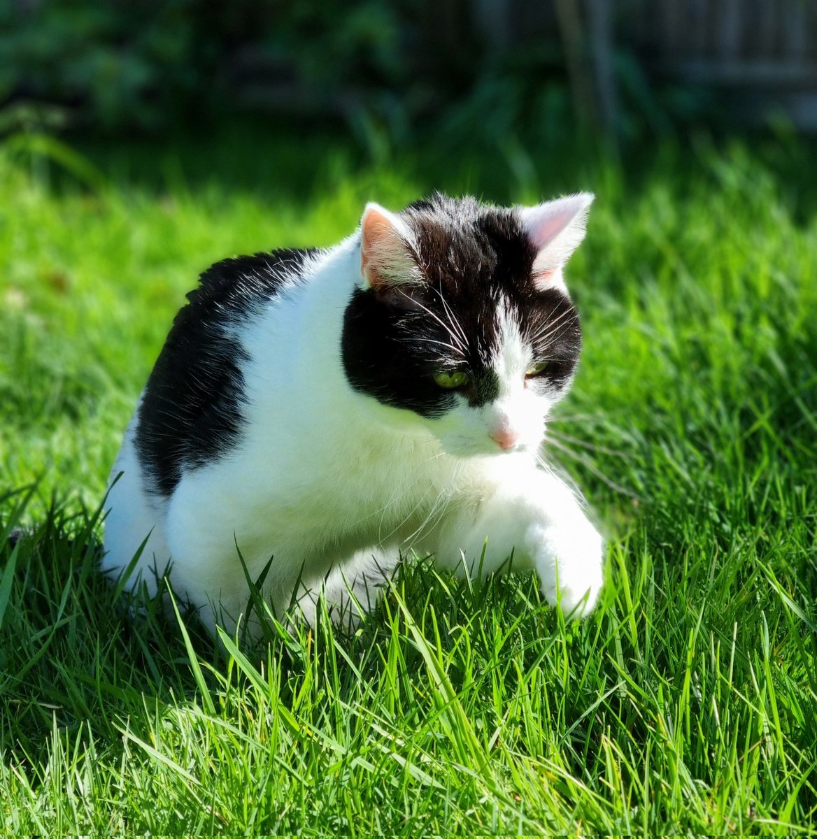 I declare #Spring has arrived, indoor cat is exploring outdoors!! 🙀🌻☀️ 💖 #cat