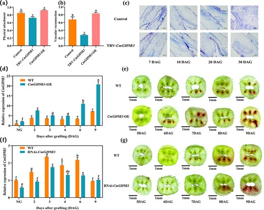 Hortres's tweet photo. LED red light boosts melon graft healing via CmHY5-CmWRKY23/69-CmGH9B3 module, improving grafting efficiency! #MelonGrafting #LightSignaling @OxfordJournals
Detaisl: https://t.co/5xovTAkUa5 https://t.co/22F7Yg1cRr