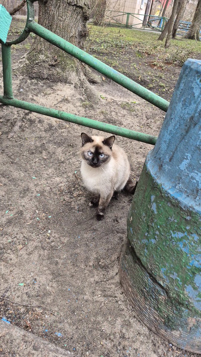 сам не свій tweet media