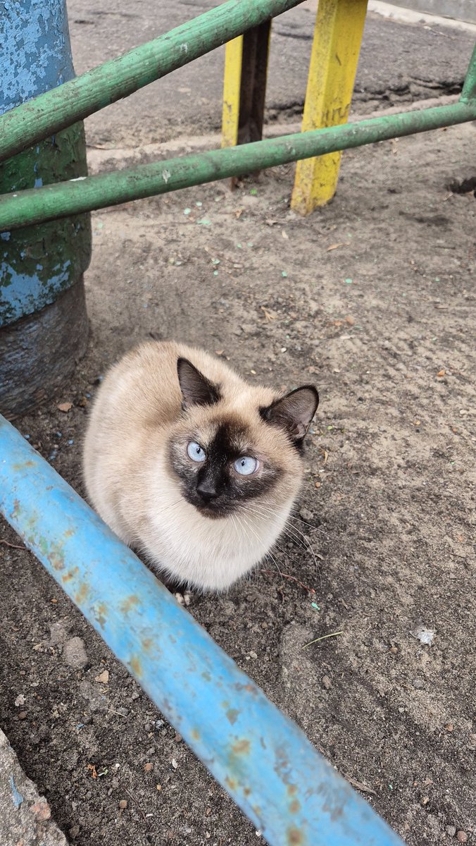 сам не свій tweet media