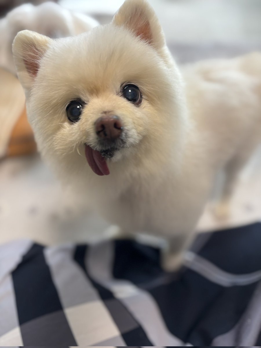 はげちゃびん親方😗 tweet media