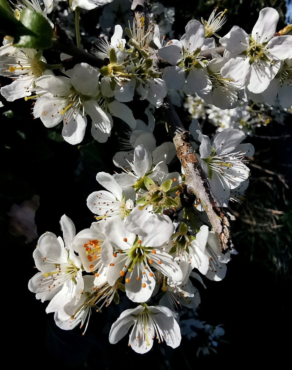 Desert Rose tweet media