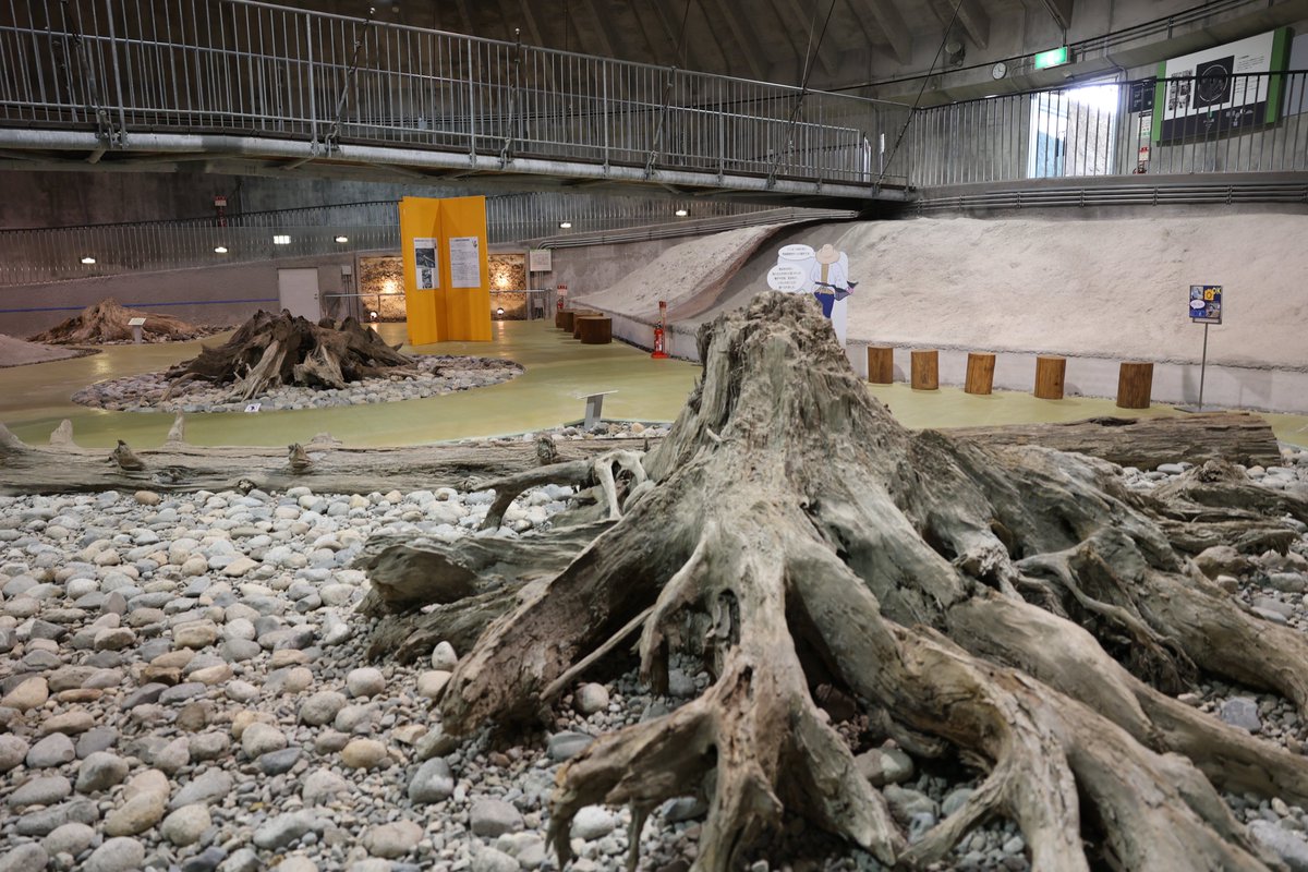 shioramen8446I's tweet photo. #博物館推し活
ちょっと変わった博物館をご所望なら富山県魚津市にある魚津埋没林博物館はいかが？特別天然記念物に指定されている魚津埋没林を間近で観察することができます。幻想的な水中展示館や発掘現場をそのまま囲って作られたドーム館など見所満載。埋没林って何？と思った方は博物館へ是非！ https://t.co/v377O0dsEG