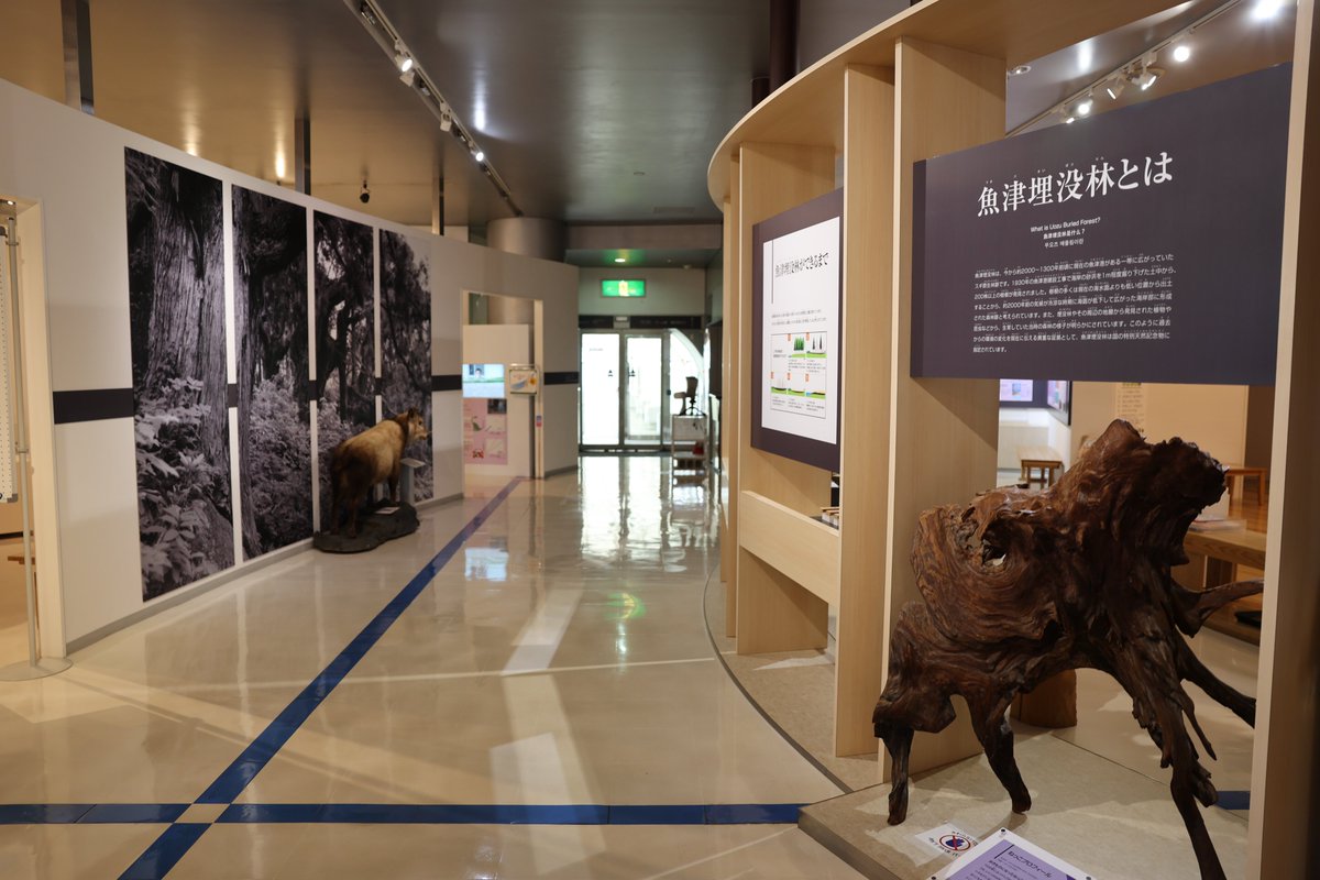 shioramen8446I's tweet photo. #博物館推し活
ちょっと変わった博物館をご所望なら富山県魚津市にある魚津埋没林博物館はいかが？特別天然記念物に指定されている魚津埋没林を間近で観察することができます。幻想的な水中展示館や発掘現場をそのまま囲って作られたドーム館など見所満載。埋没林って何？と思った方は博物館へ是非！ https://t.co/v377O0dsEG