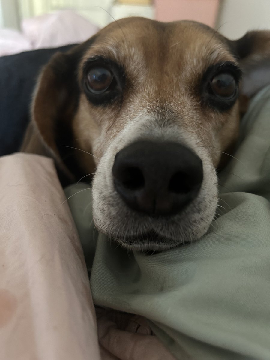 Lola Patolla tweet media