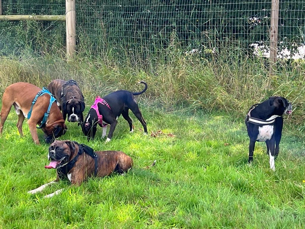 Mark Collins tweet media