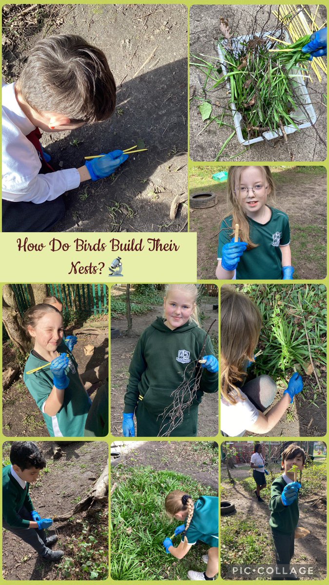 MissStantonY5_'s tweet image. Next, we went outside and used our ‘beaks’ to collect suitable materials, just like birds do over time. It was great fun but tricky not being able to use our hands!🕵🏼‍♂️🐦‍⬛🌿 #AmbitiousCurriculum #BritishScienceWeek2026