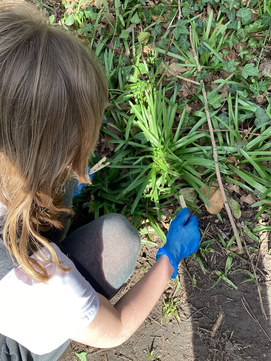 MissStantonY5_'s tweet image. Next, we went outside and used our ‘beaks’ to collect suitable materials, just like birds do over time. It was great fun but tricky not being able to use our hands!🕵🏼‍♂️🐦‍⬛🌿 #AmbitiousCurriculum #BritishScienceWeek2026
