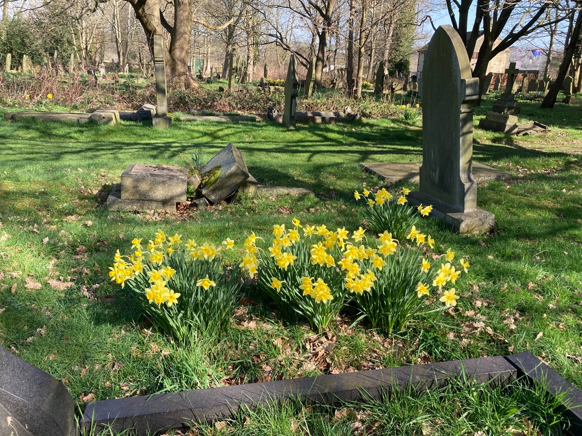 FOSMchurchyard's tweet photo. The churchyard daffodils looked good in this morning's sunshine. #AnnWalker got some too! https://t.co/XchOKvTS06