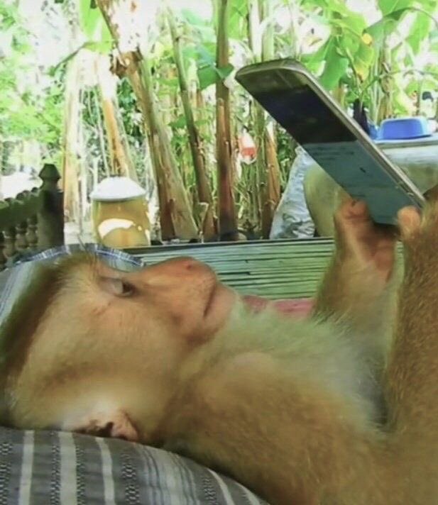 descansando nas telas depois de um longo dia trabalhando com telas