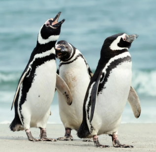 Sebastian R. tweet media