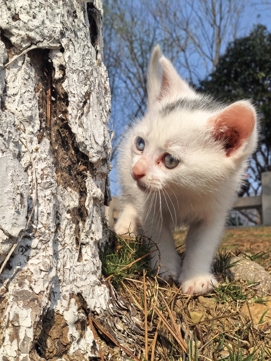 豆豆（互fo 100%回关） tweet media