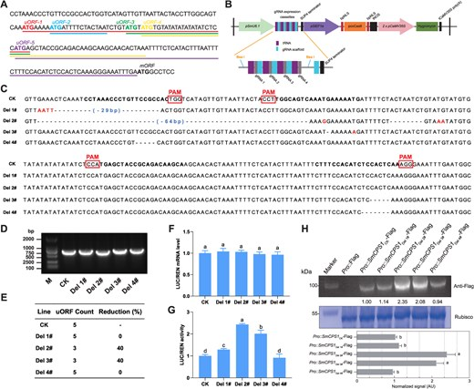 Hortres's tweet photo. CRISPR/Cas9 edits uORFs in Salvia to boost tanshinone 1.19-1.81x, via translational control! #CRISPR #MetabolicEngineering @OxfordJournals
Details: https://t.co/zdhnlIBWKe https://t.co/oNpSmKkaT2