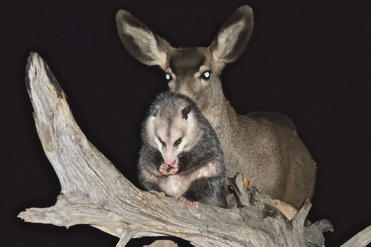 Possum_Daily tweet media