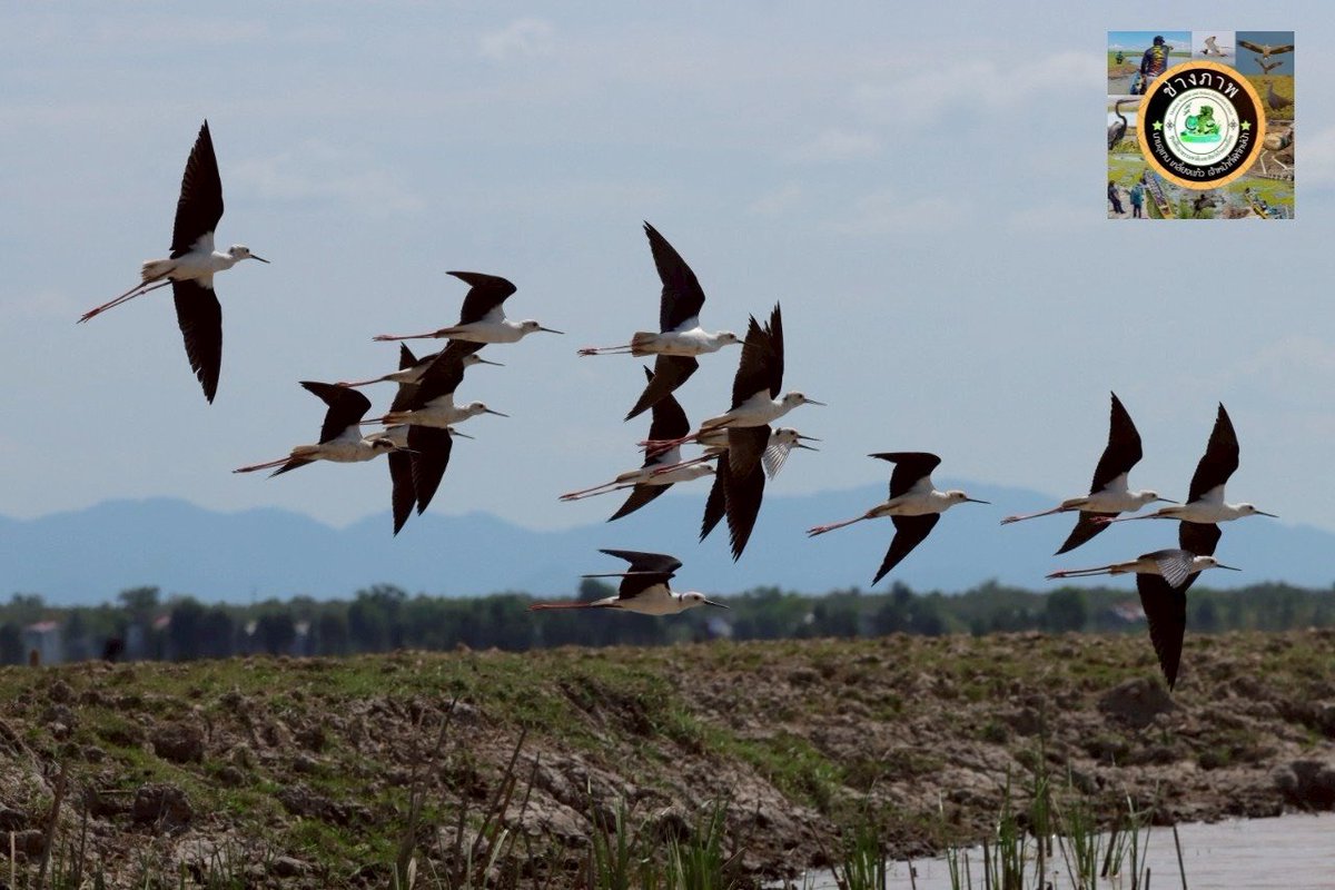 กรมอุทยานแห่งชาติ สัตว์ป่า และพันธุ์พืช tweet media