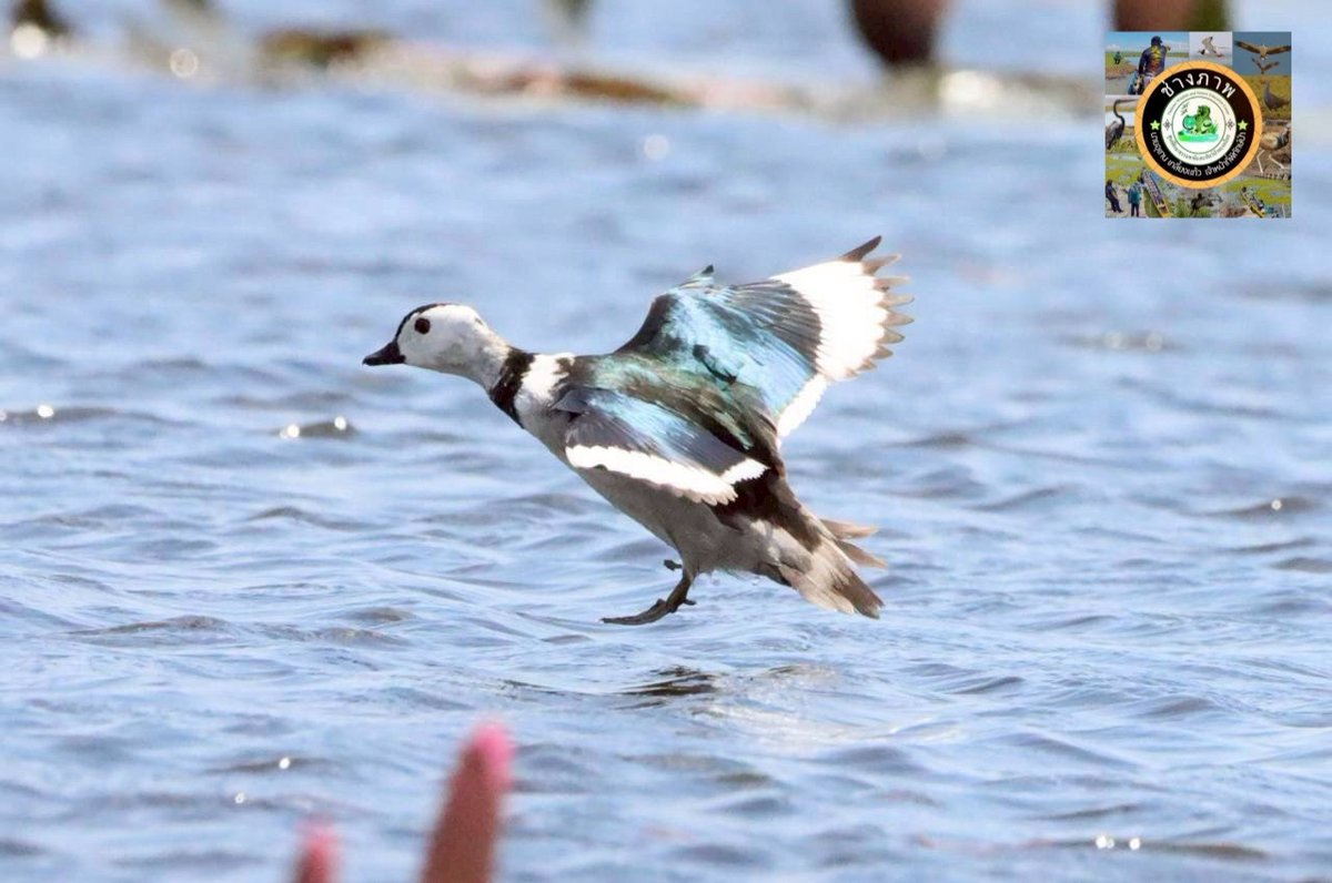 กรมอุทยานแห่งชาติ สัตว์ป่า และพันธุ์พืช tweet media